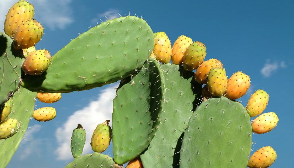 Prickly pear 2