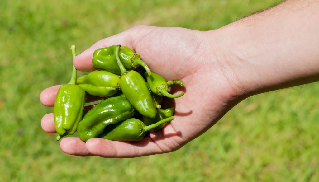 Padrón peppers