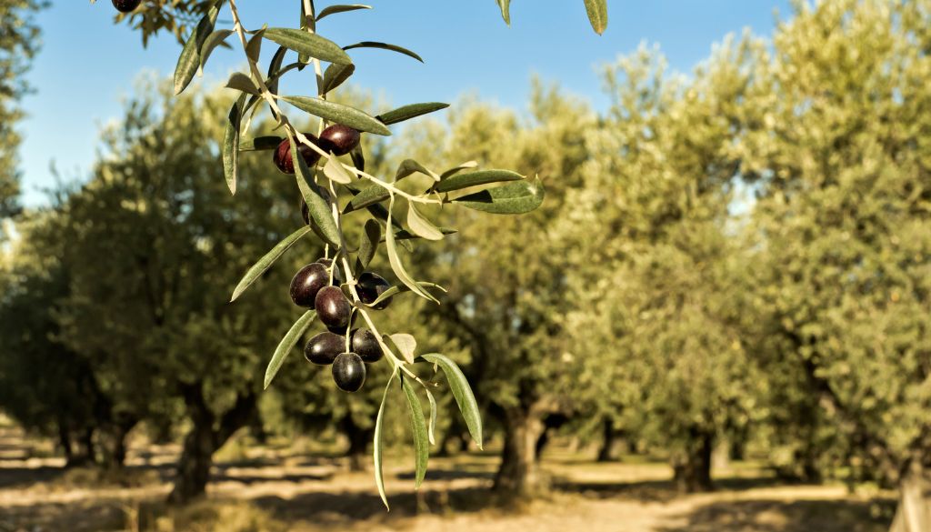 olive douce