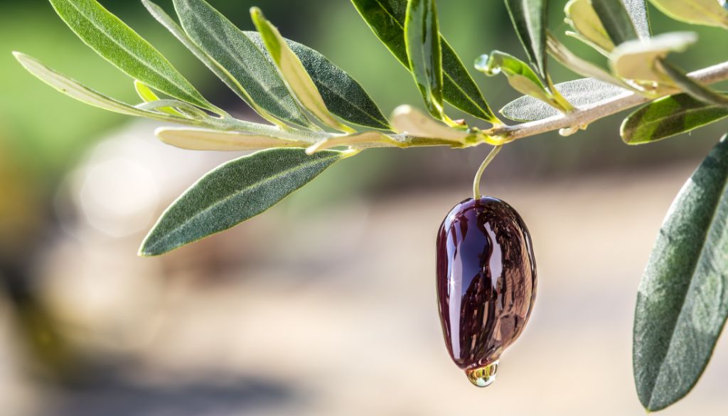olive douce