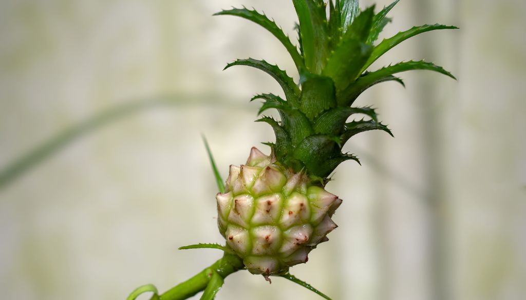 Dwarf pineapple
