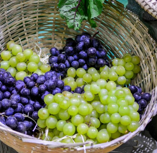 Qual a diferença da uva roxa e verde? Vamos decifrar o enigma!