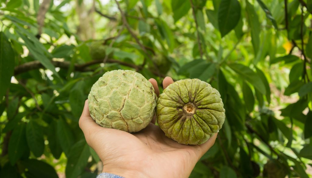 Descubra conosco o que é fruta do conde – a joia tropical!