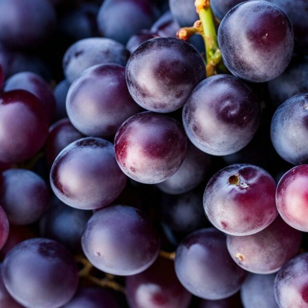 ¿Cómo se llama la uva morada con semillas?